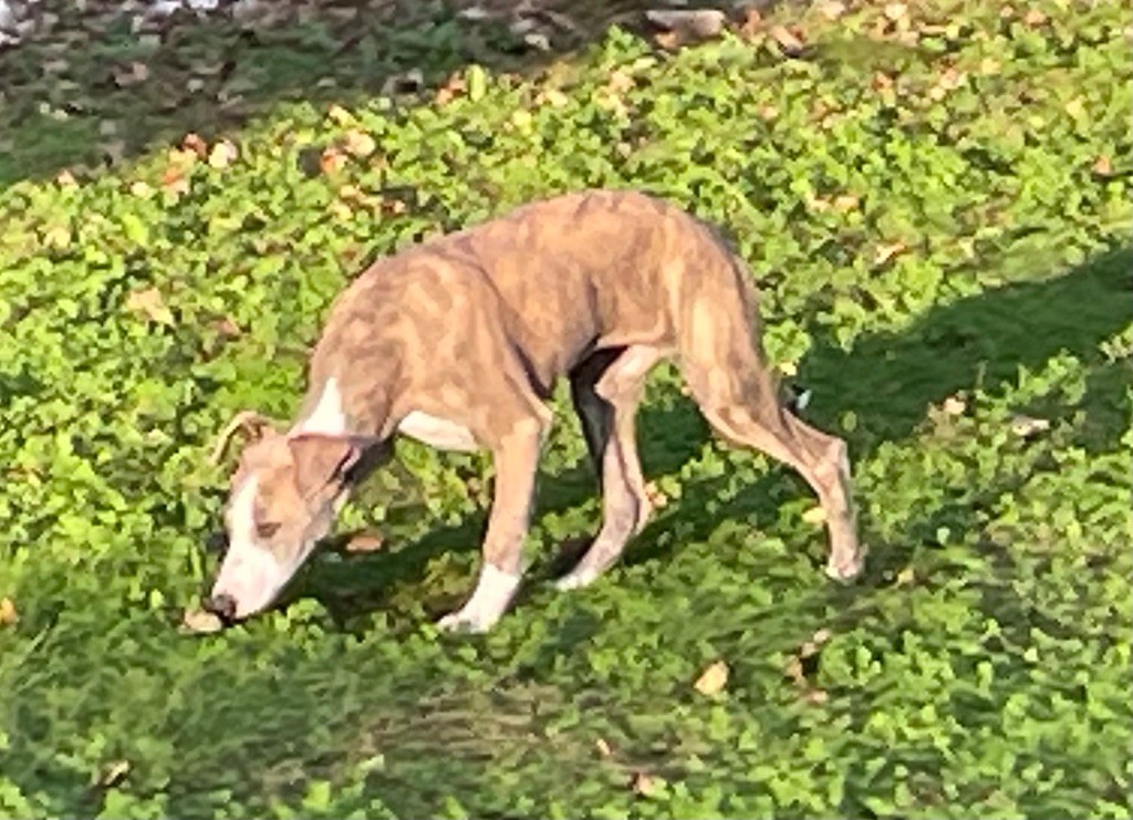 du domaine de Peyrazet - Chiot disponible  - Whippet