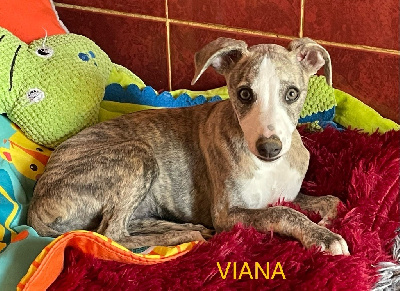 VIANA