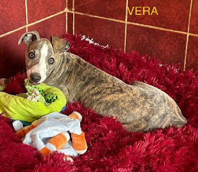 VERA