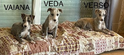 VEDA