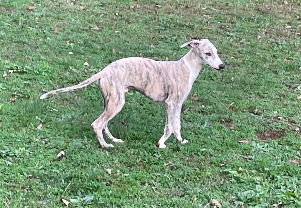 du domaine de Peyrazet - Chiot disponible  - Whippet