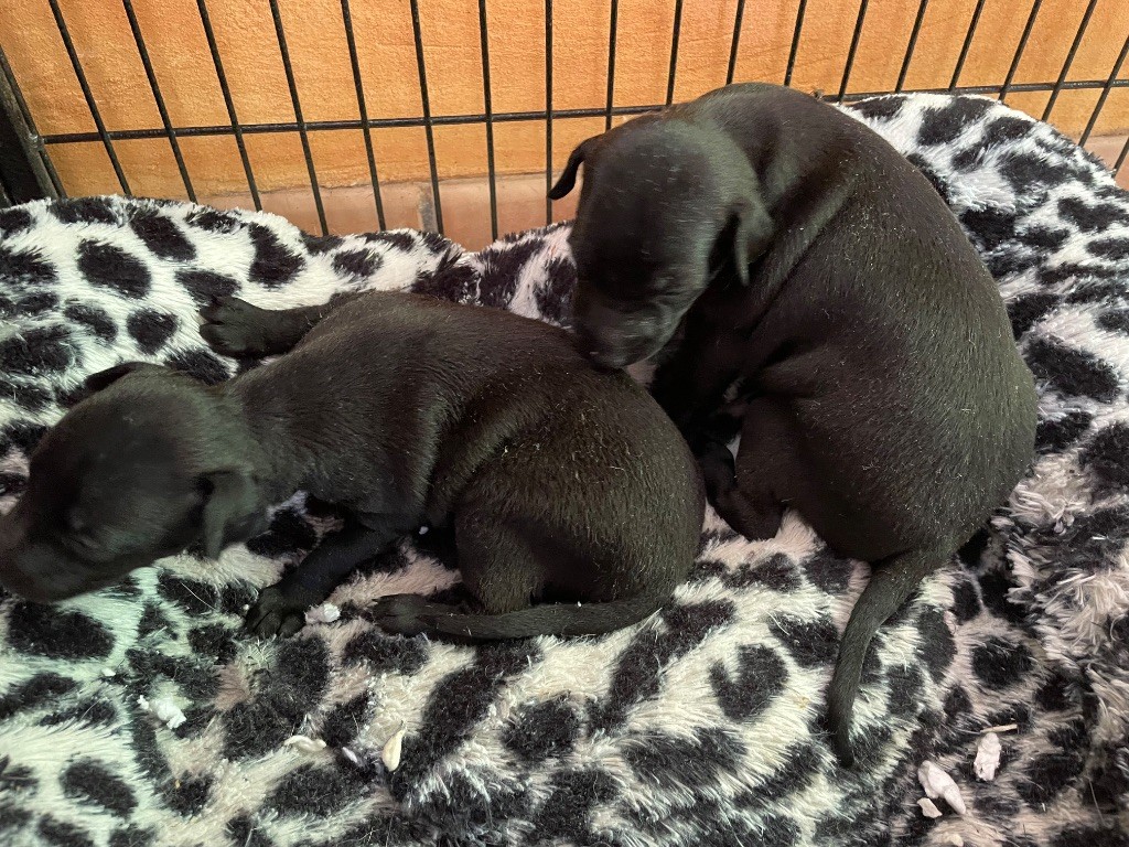 du domaine de Peyrazet - Topaze a eu 2 bébés mâles.