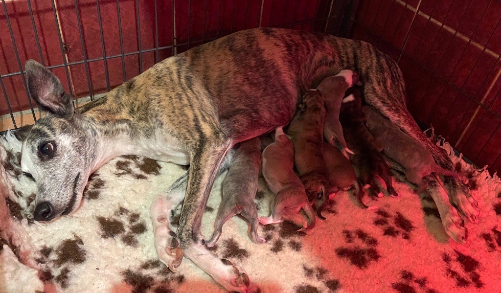du domaine de Peyrazet - 7 magnifiques bébés Whippets