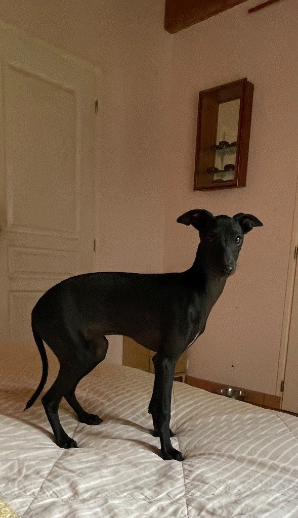 du domaine de Peyrazet - Chiots disponibles - Petit Levrier Italien