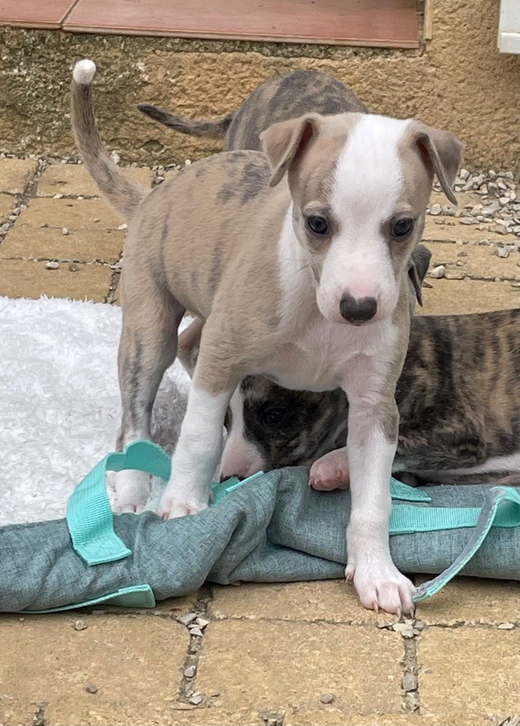 du domaine de Peyrazet - Chiots disponibles - Whippet
