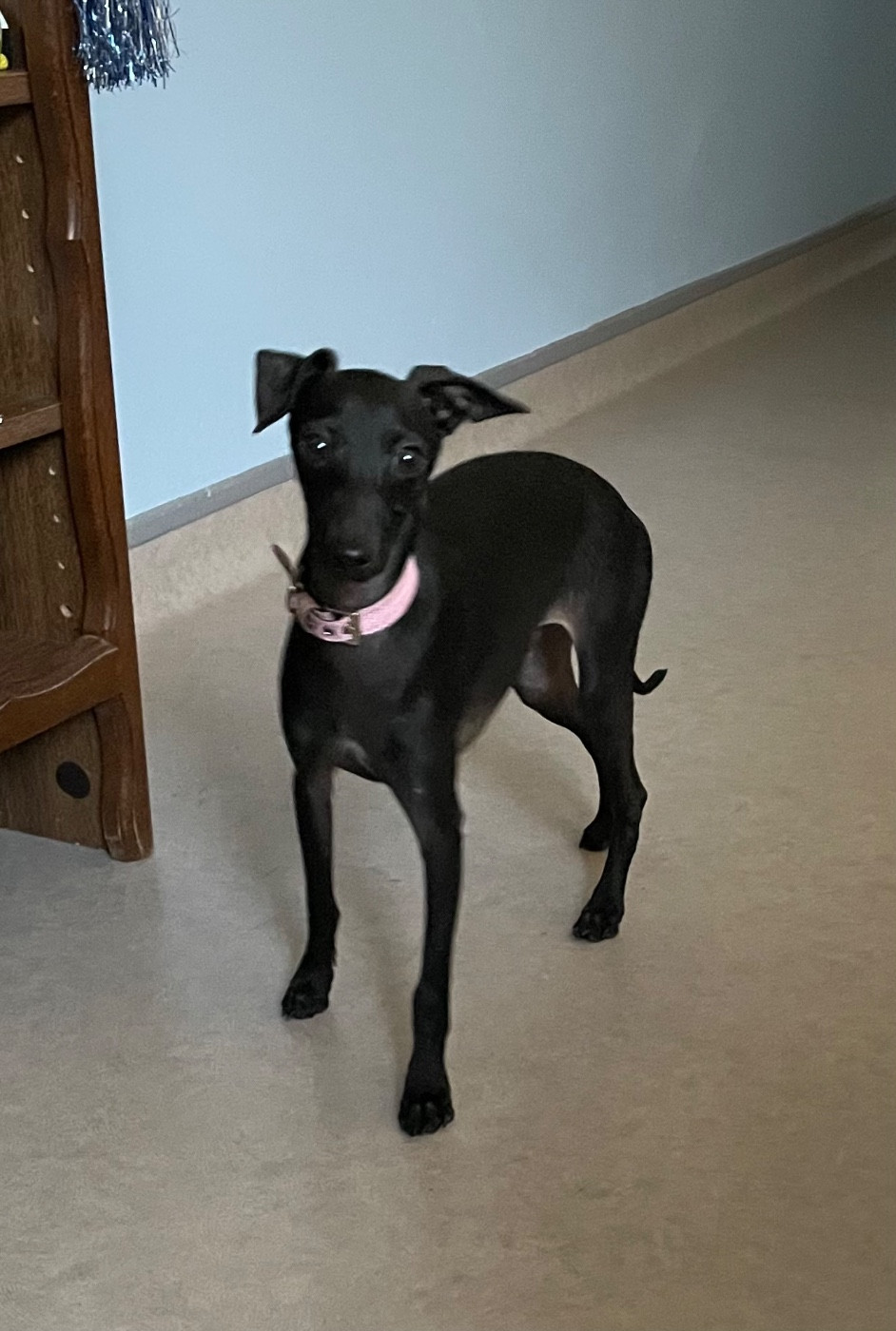 du domaine de Peyrazet - Chiots disponibles - Petit Levrier Italien