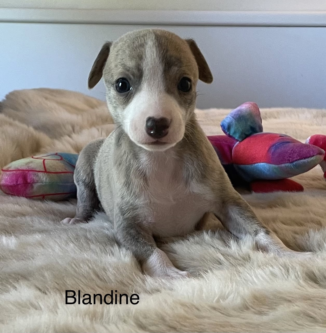 Chiot Whippet du domaine de Peyrazet