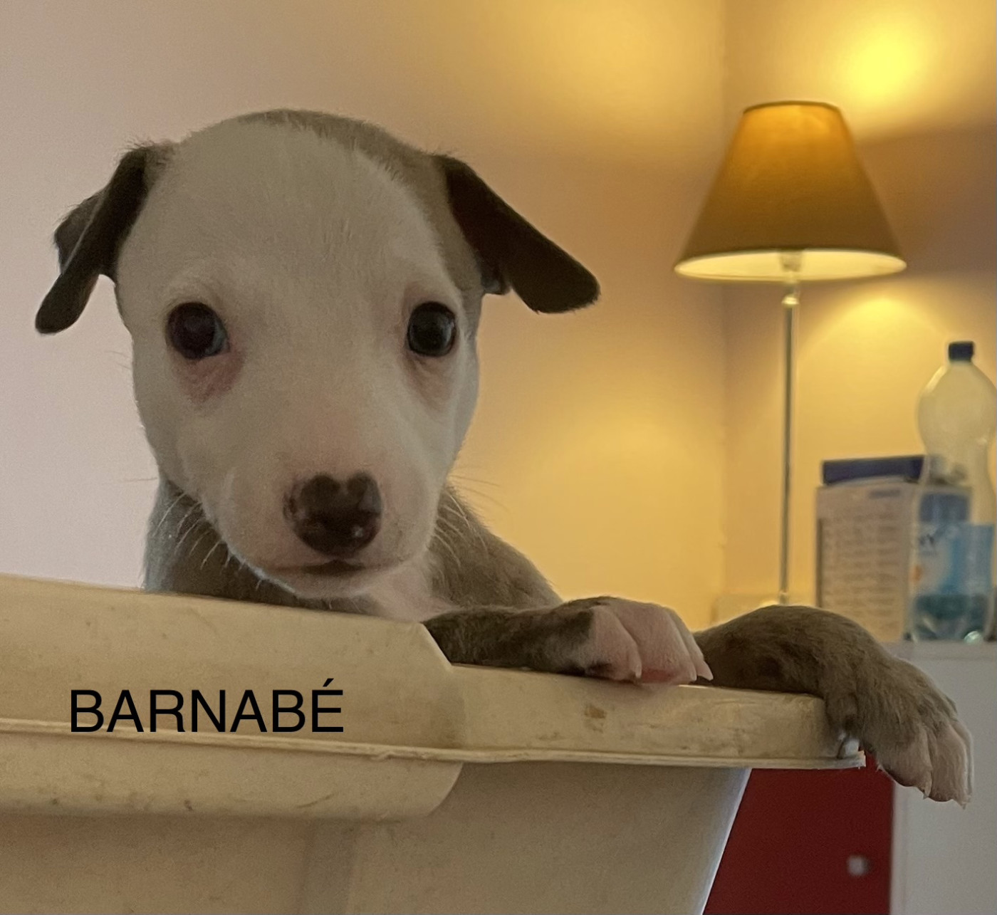 du domaine de Peyrazet - Chiots disponibles - Whippet