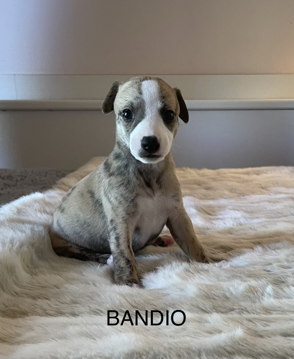 du domaine de Peyrazet - Chiots disponibles - Whippet