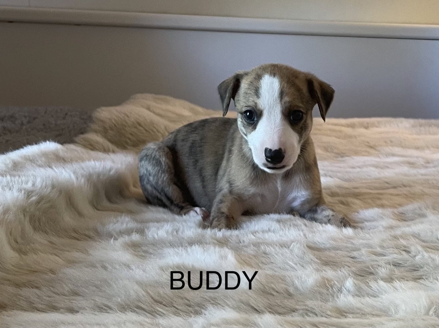 du domaine de Peyrazet - Chiots disponibles - Whippet