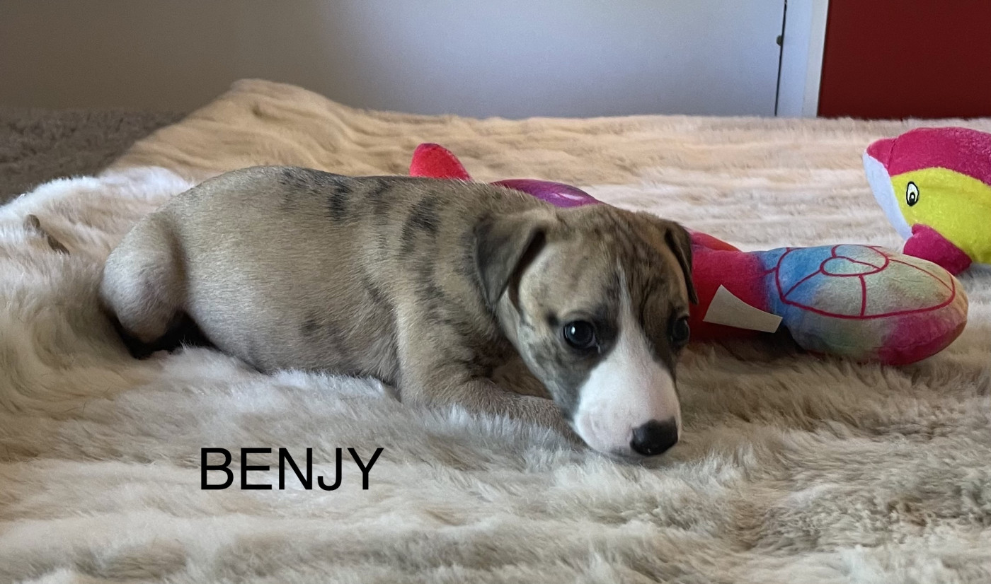 du domaine de Peyrazet - Chiots disponibles - Whippet