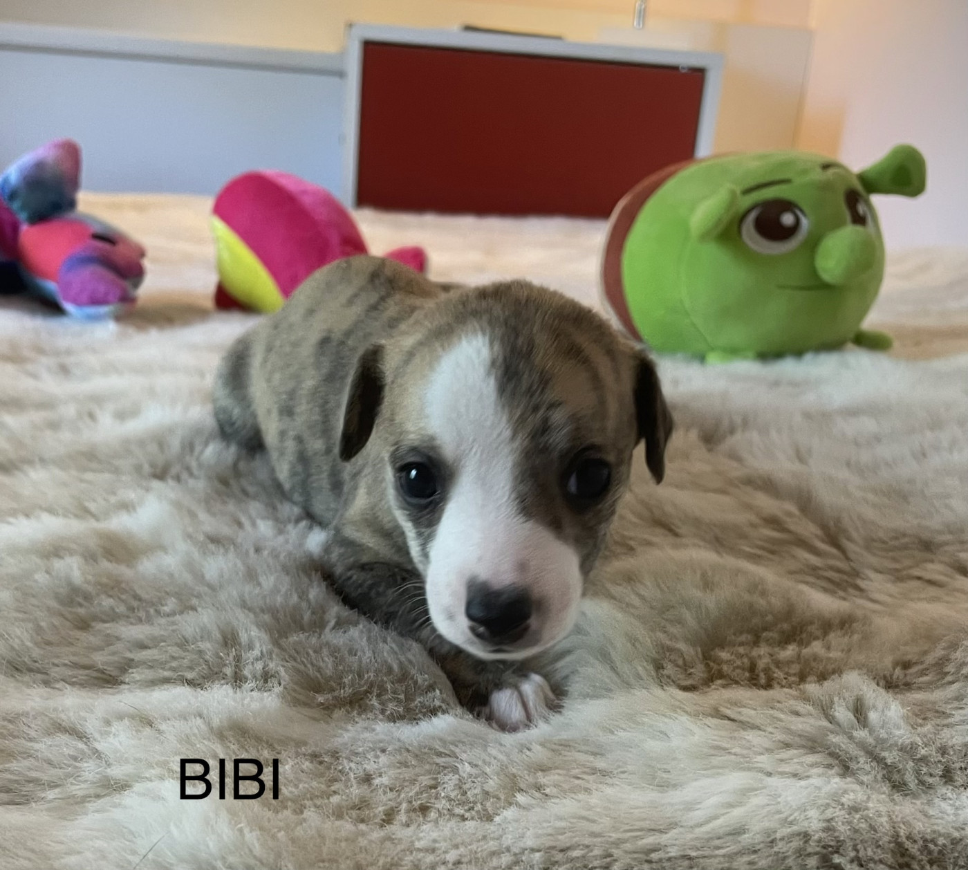 du domaine de Peyrazet - Chiots disponibles - Whippet