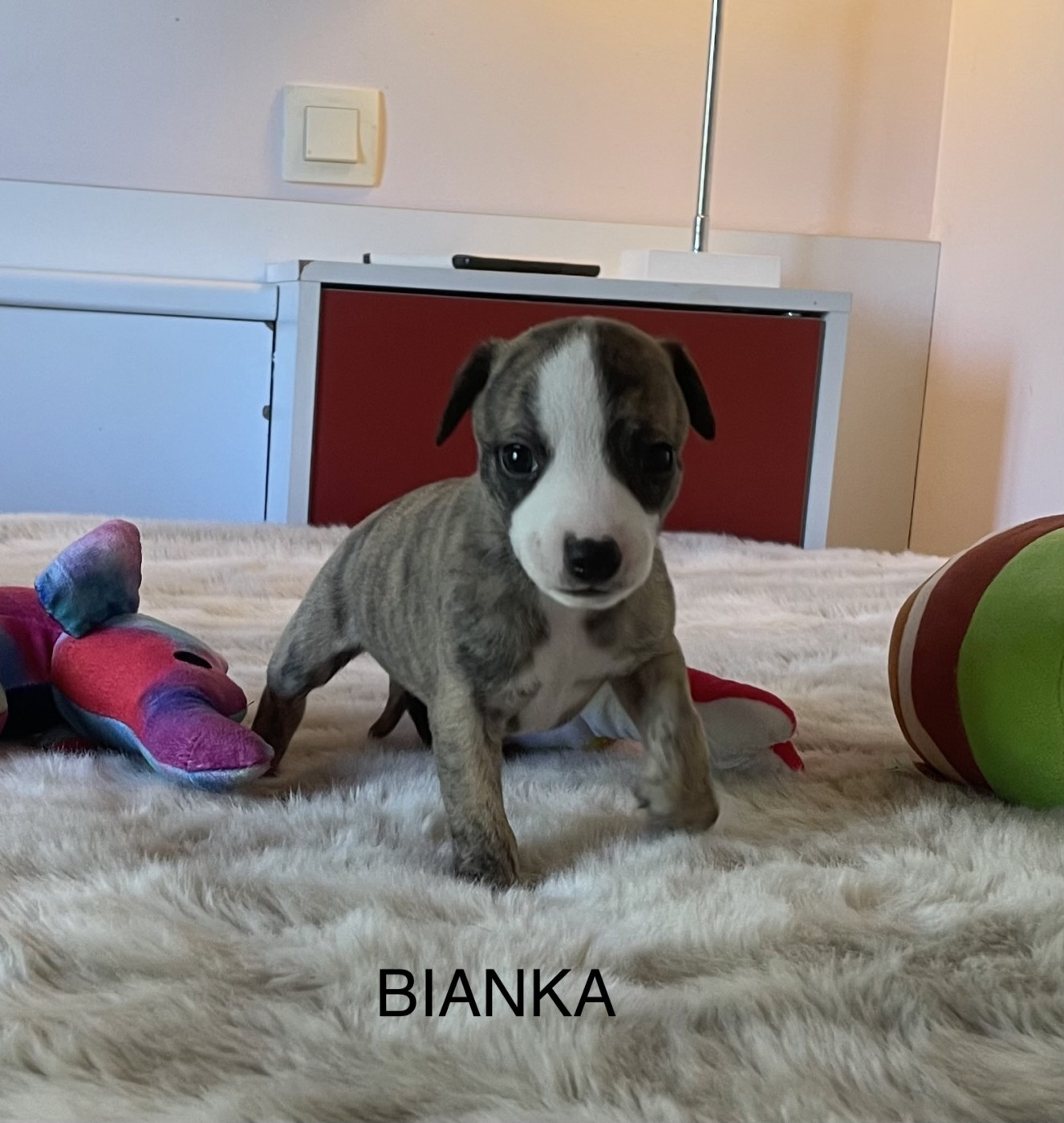 du domaine de Peyrazet - Chiots disponibles - Whippet