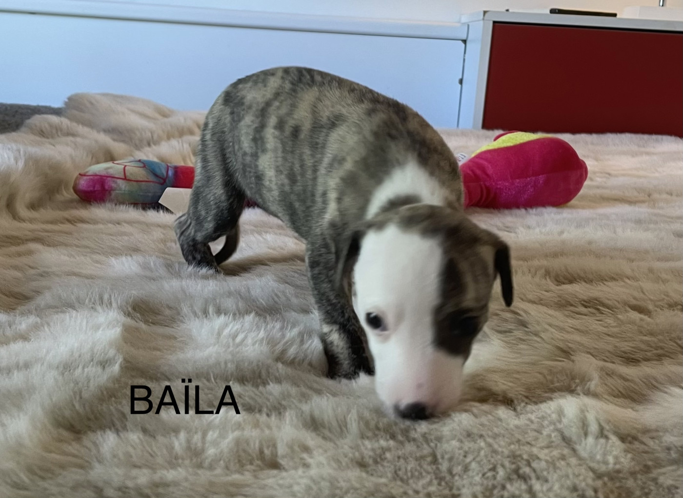 du domaine de Peyrazet - Chiots disponibles - Whippet