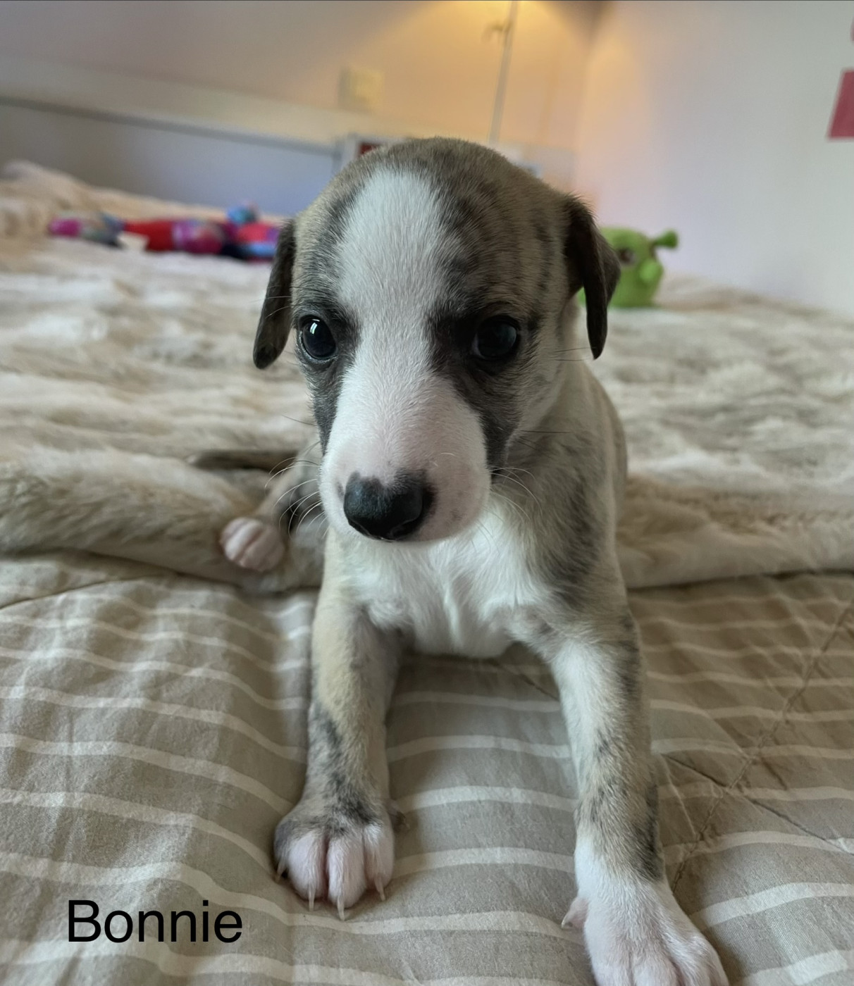 du domaine de Peyrazet - Chiots disponibles - Whippet