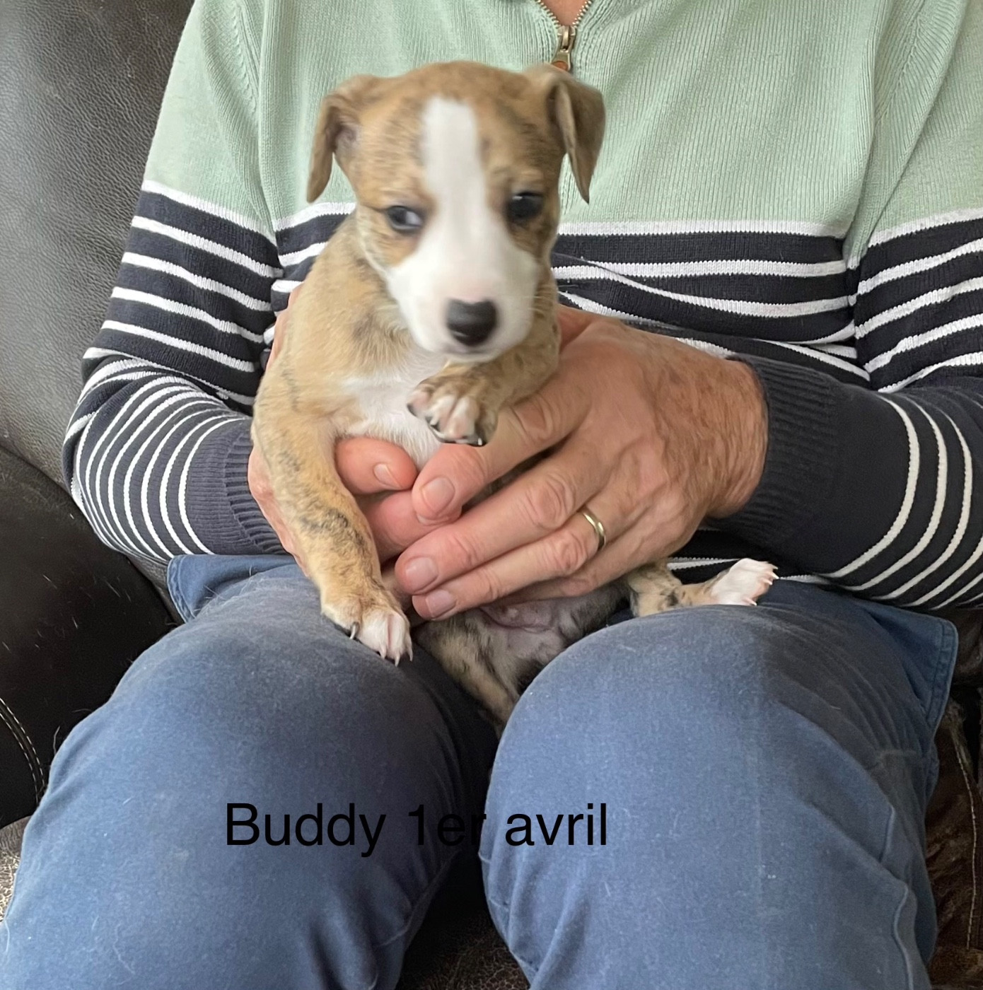 du domaine de Peyrazet - Chiots disponibles - Whippet