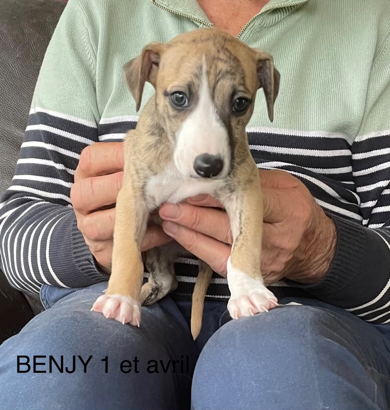 du domaine de Peyrazet - Chiots disponibles - Whippet