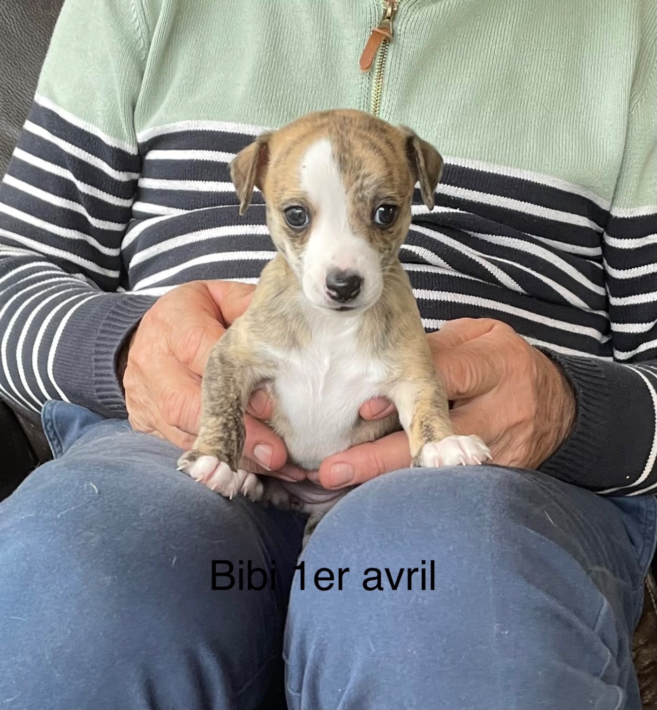 du domaine de Peyrazet - Chiots disponibles - Whippet