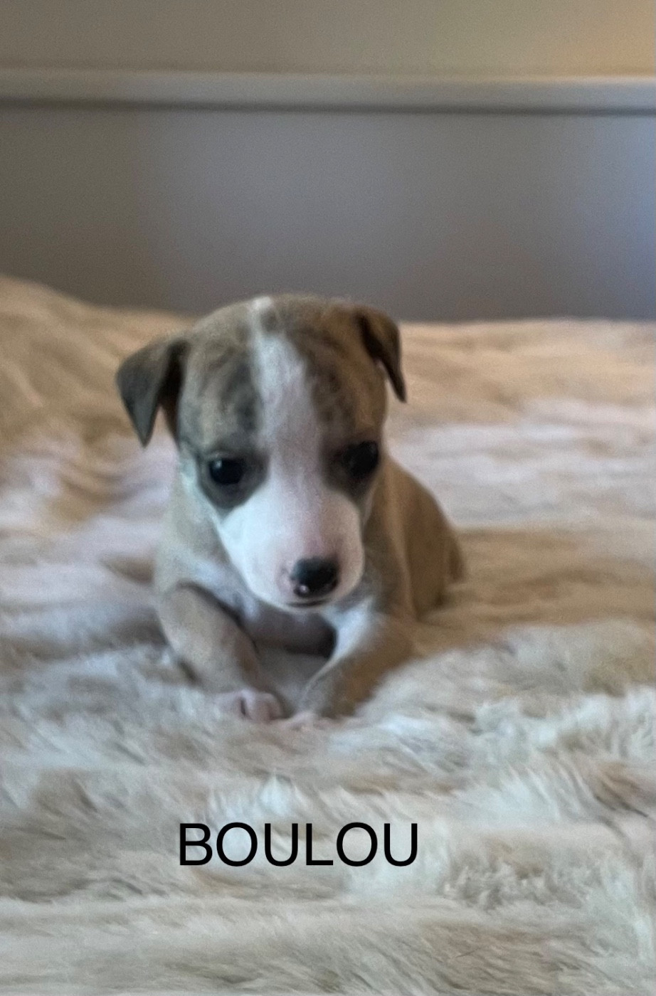 du domaine de Peyrazet - Chiots disponibles - Whippet