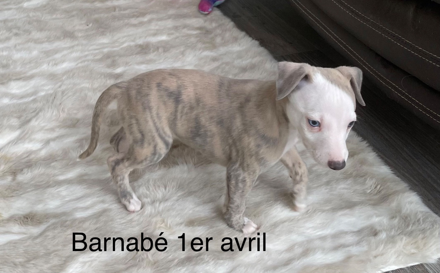 du domaine de Peyrazet - Chiots disponibles - Whippet