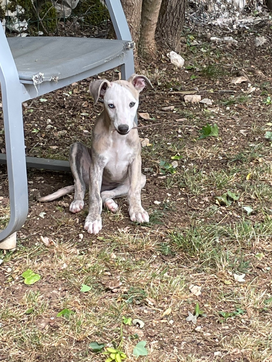du domaine de Peyrazet - Chiots disponibles - Whippet