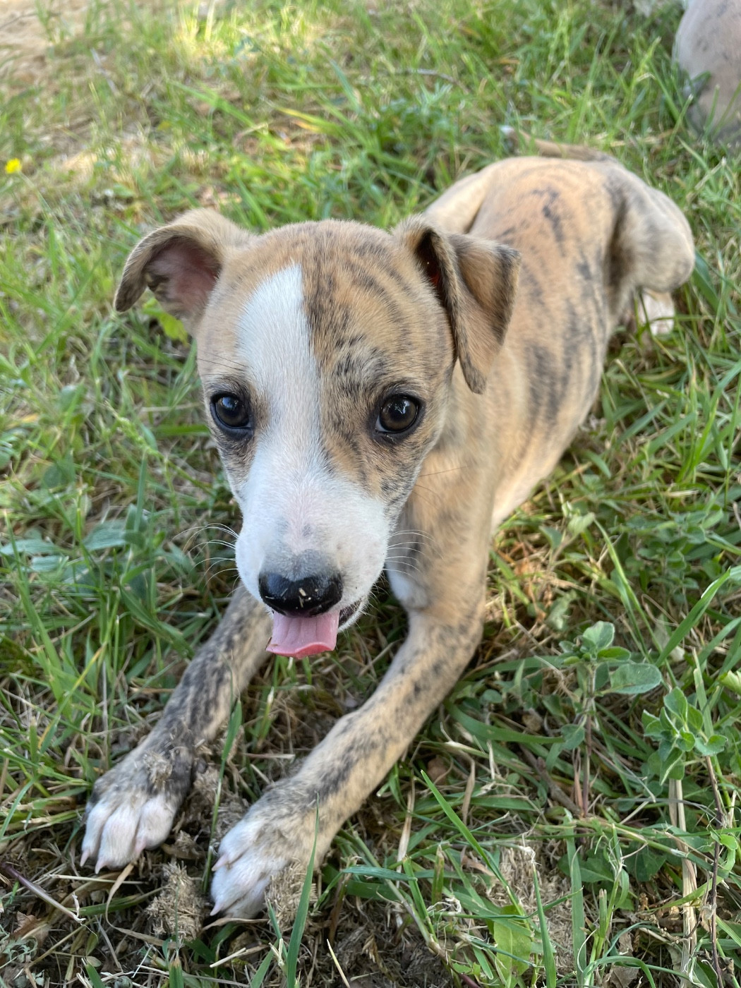 du domaine de Peyrazet - Chiots disponibles - Whippet