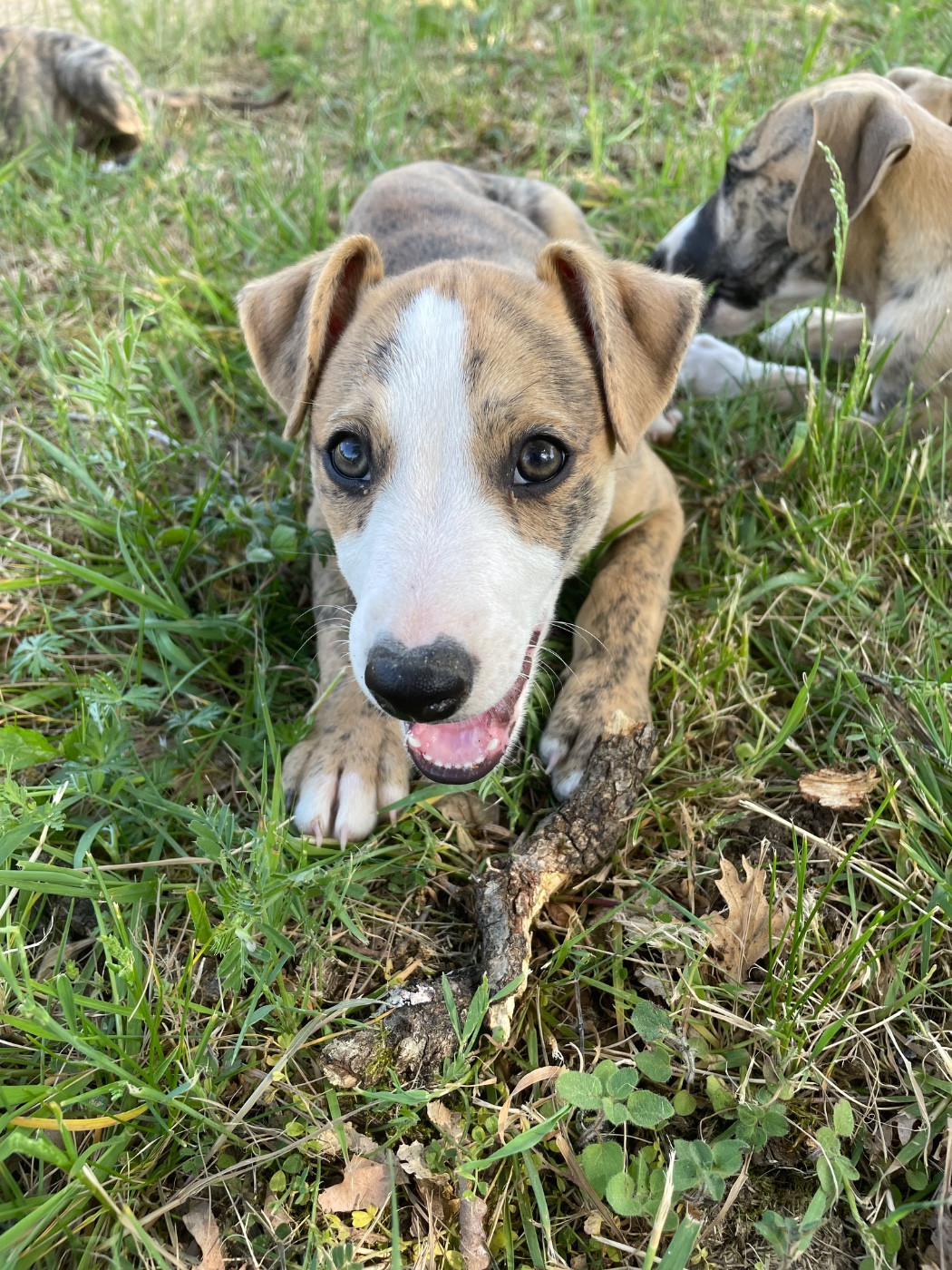 du domaine de Peyrazet - Chiots disponibles - Whippet