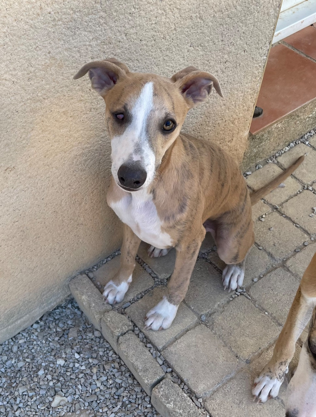 du domaine de Peyrazet - Chiots disponibles - Whippet