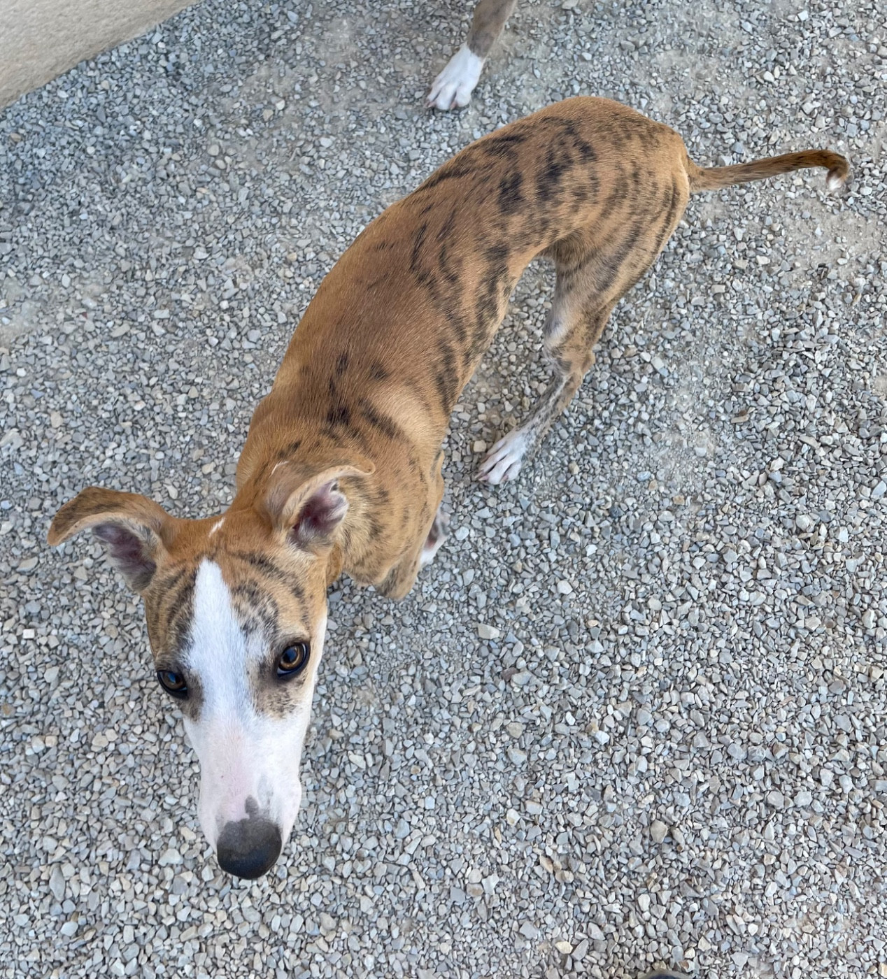 du domaine de Peyrazet - Chiots disponibles - Whippet