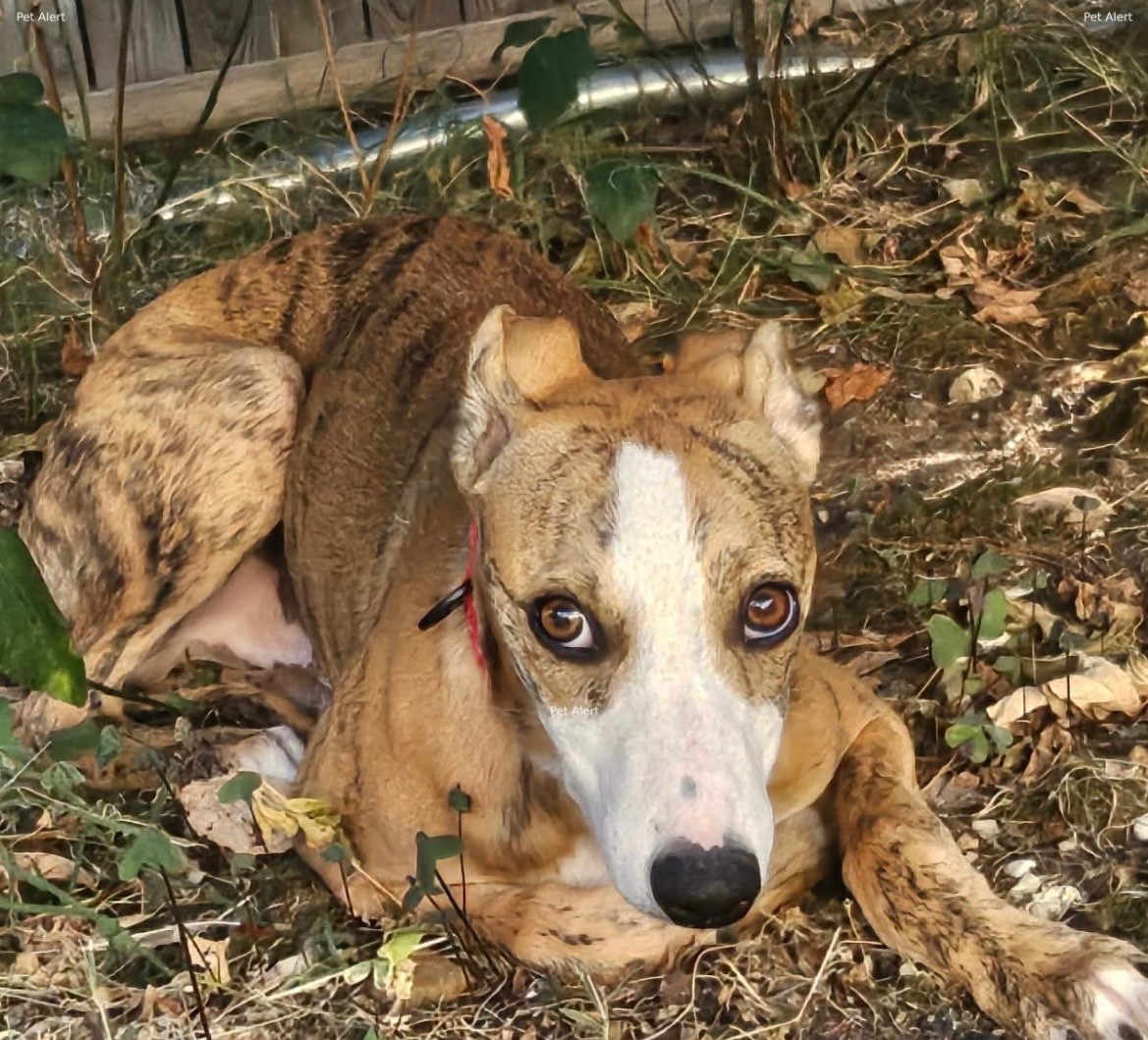 du domaine de Peyrazet - Chiots disponibles - Whippet