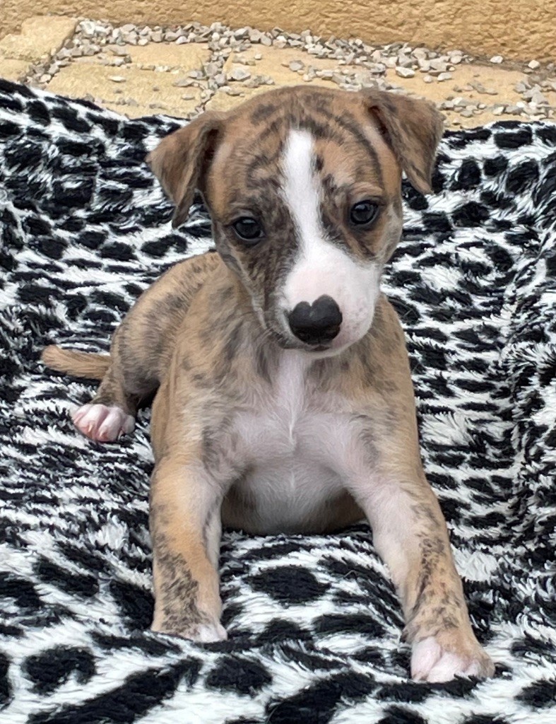 du domaine de Peyrazet - Chiots disponibles - Whippet