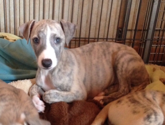 Chiot Whippet du domaine de Peyrazet