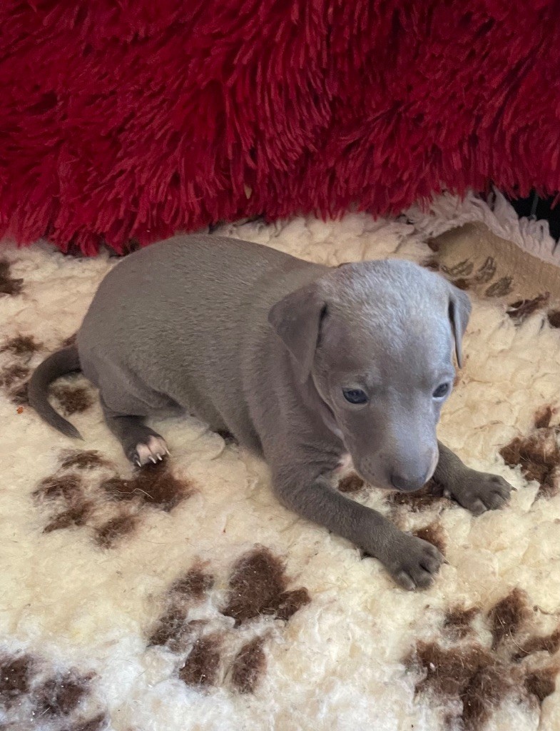 du domaine de Peyrazet - Chiots disponibles - Petit Levrier Italien
