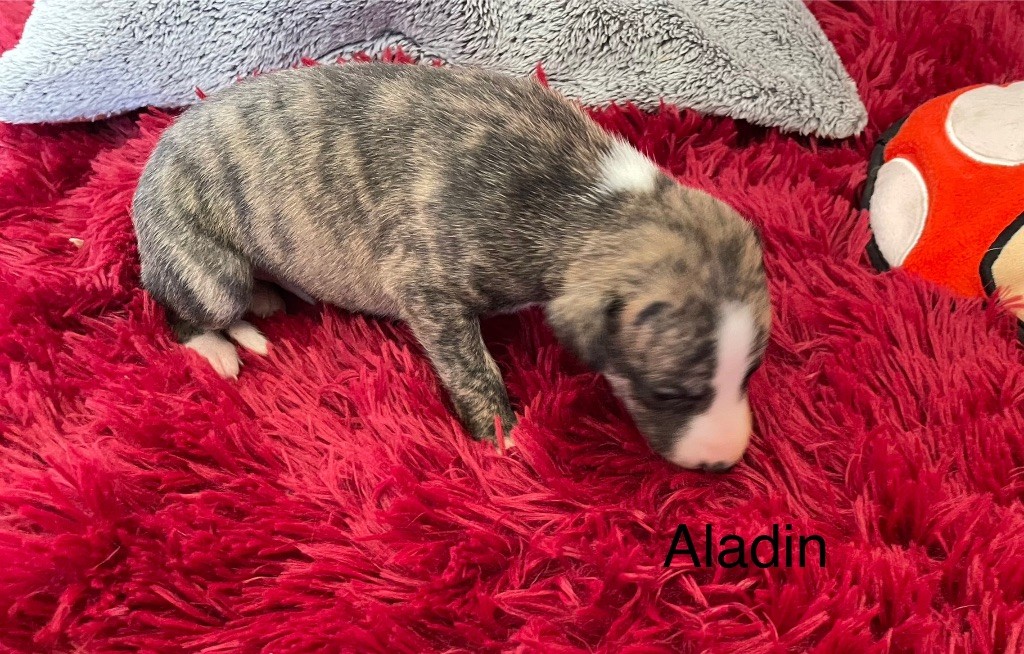 du domaine de Peyrazet - Chiots disponibles - Whippet