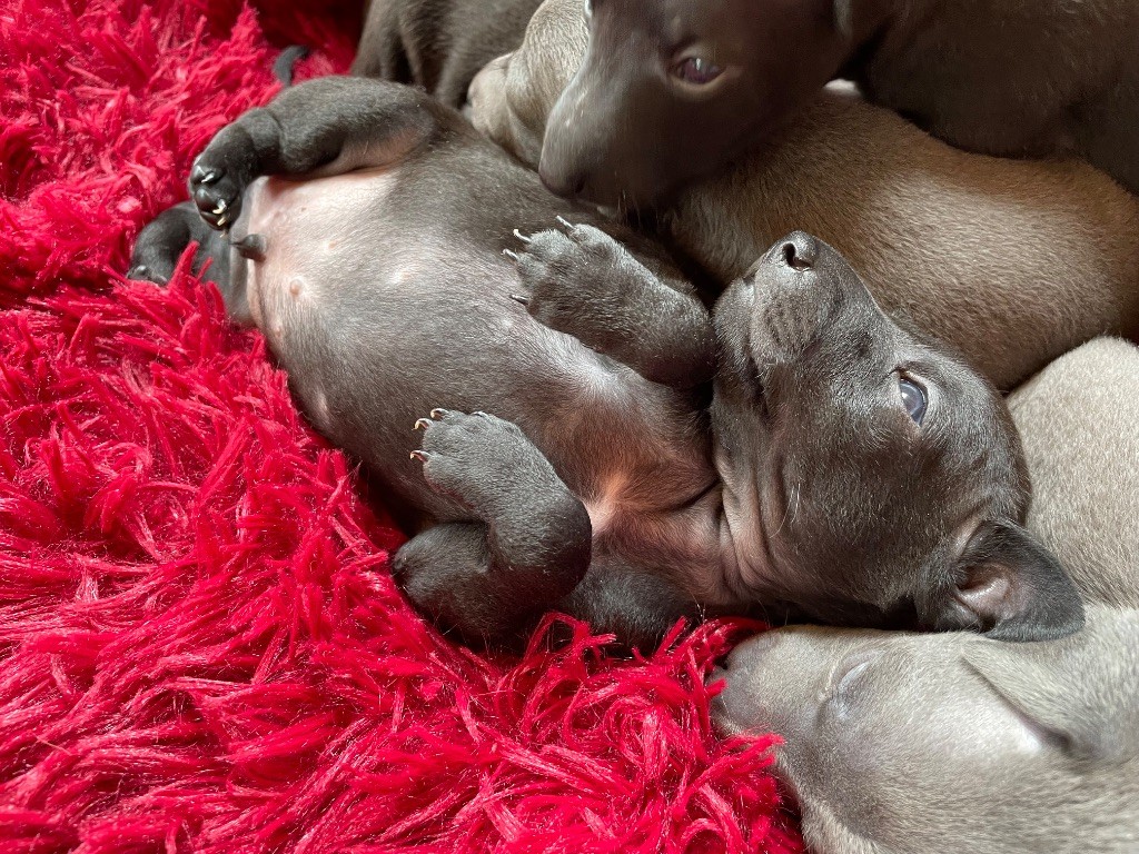 du domaine de Peyrazet - Chiots disponibles - Petit Levrier Italien