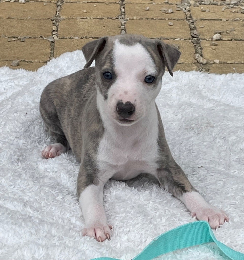 du domaine de Peyrazet - Chiots disponibles - Whippet