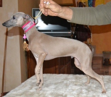 Chiot Petit Levrier Italien du domaine de Peyrazet