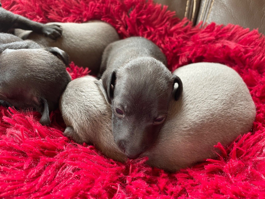 du domaine de Peyrazet - Chiots disponibles - Petit Levrier Italien