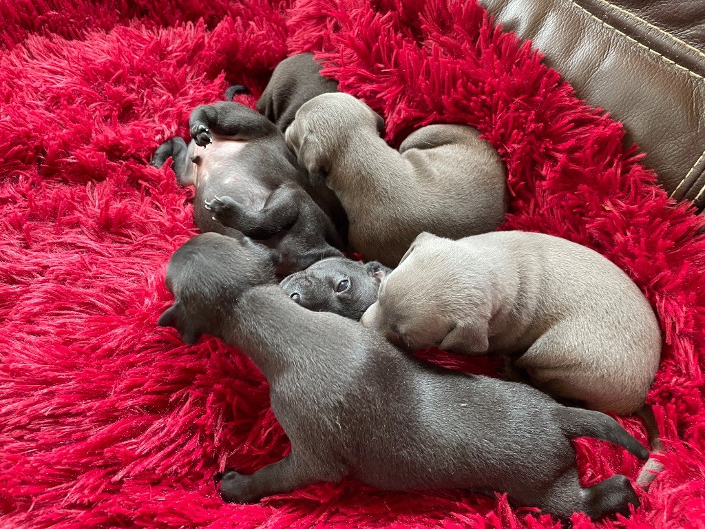 du domaine de Peyrazet - Chiots disponibles - Petit Levrier Italien