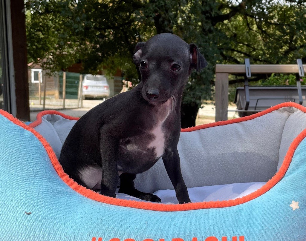 du domaine de Peyrazet - Chiots disponibles - Petit Levrier Italien