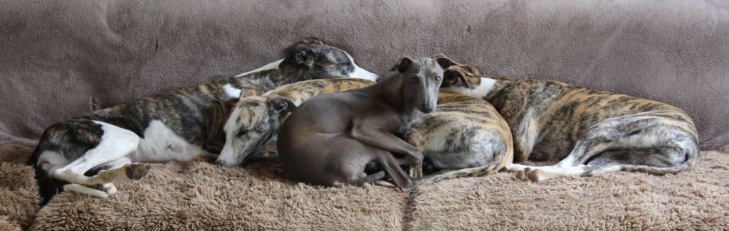 Chiot Whippet du domaine de Peyrazet