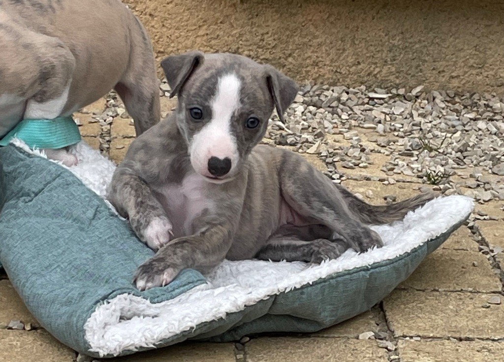 du domaine de Peyrazet - Chiots disponibles - Whippet