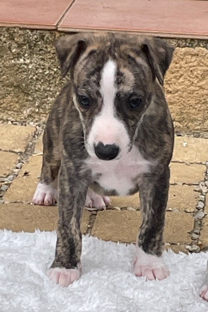 du domaine de Peyrazet - Chiots disponibles - Whippet