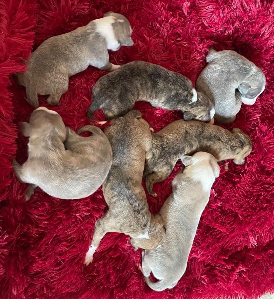 Chiot Whippet du domaine de Peyrazet