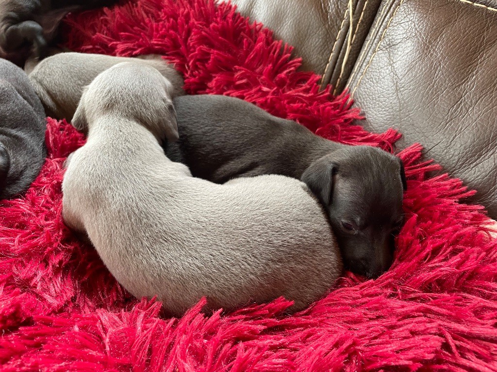 du domaine de Peyrazet - Chiots disponibles - Petit Levrier Italien