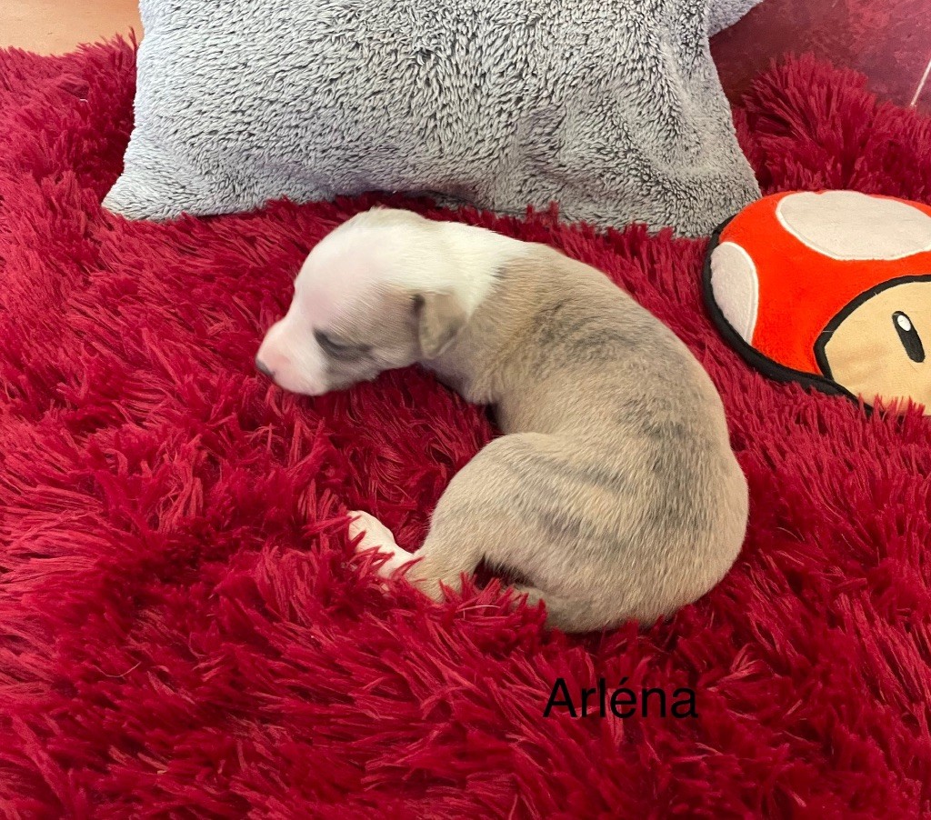 du domaine de Peyrazet - Chiots disponibles - Whippet