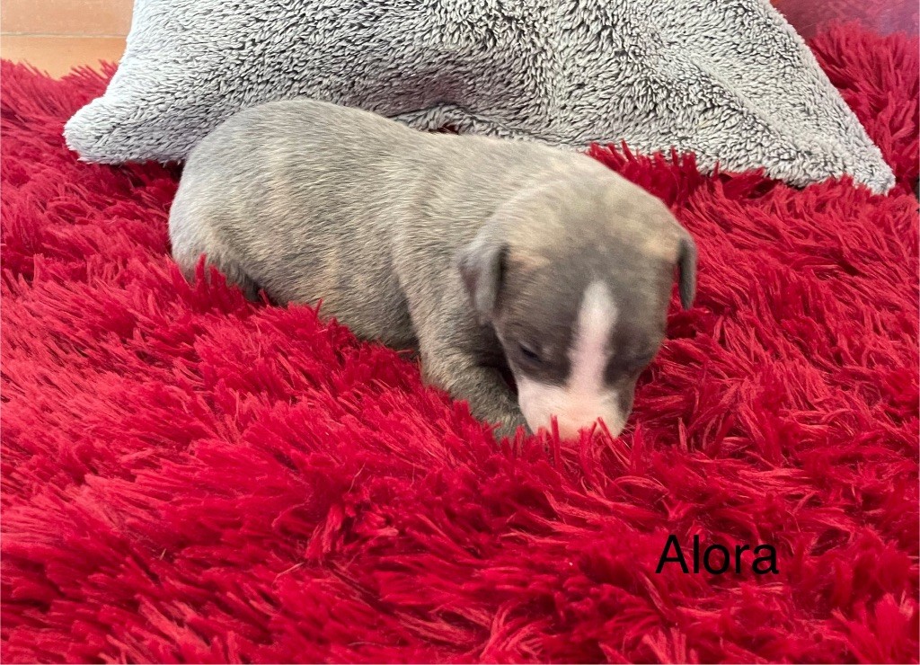 du domaine de Peyrazet - Chiots disponibles - Whippet