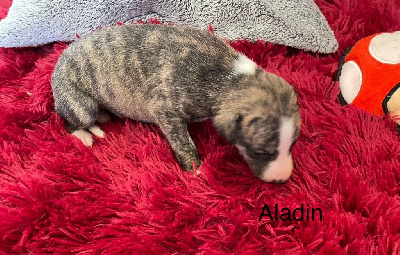 ALADIN