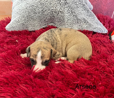 ASKo