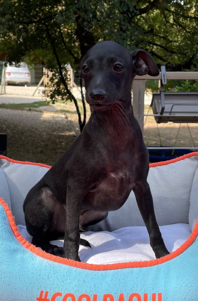 du domaine de Peyrazet - Chiots disponibles - Petit Levrier Italien